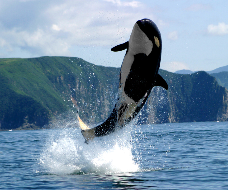 Orca in the Atlantic Ocean wallpaper 960x800