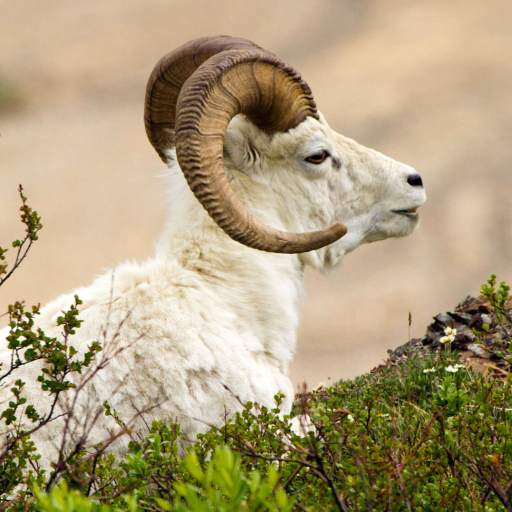 Sfondi Mouflon Wild Goat 1024x1024