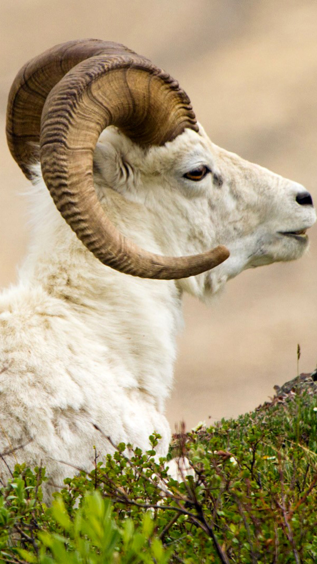 Mouflon Wild Goat screenshot #1 1080x1920