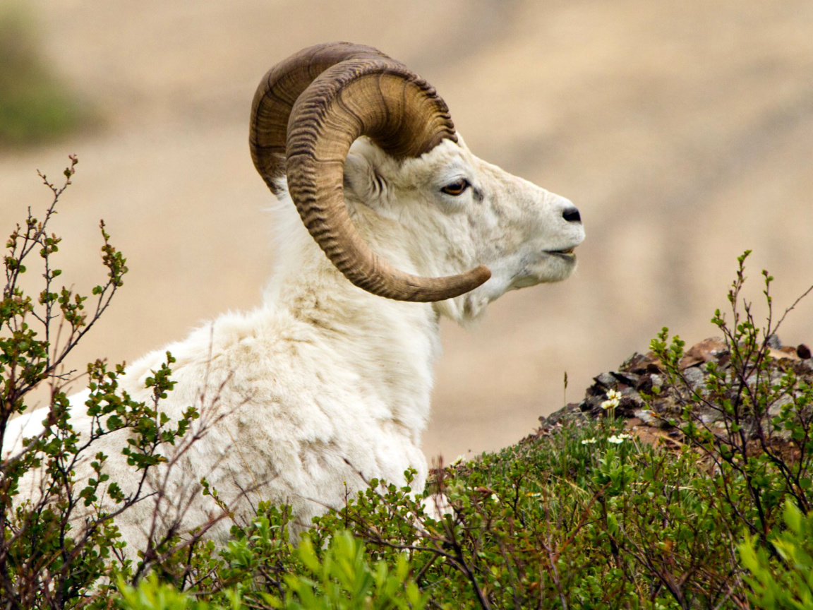 Fondo de pantalla Mouflon Wild Goat 1152x864
