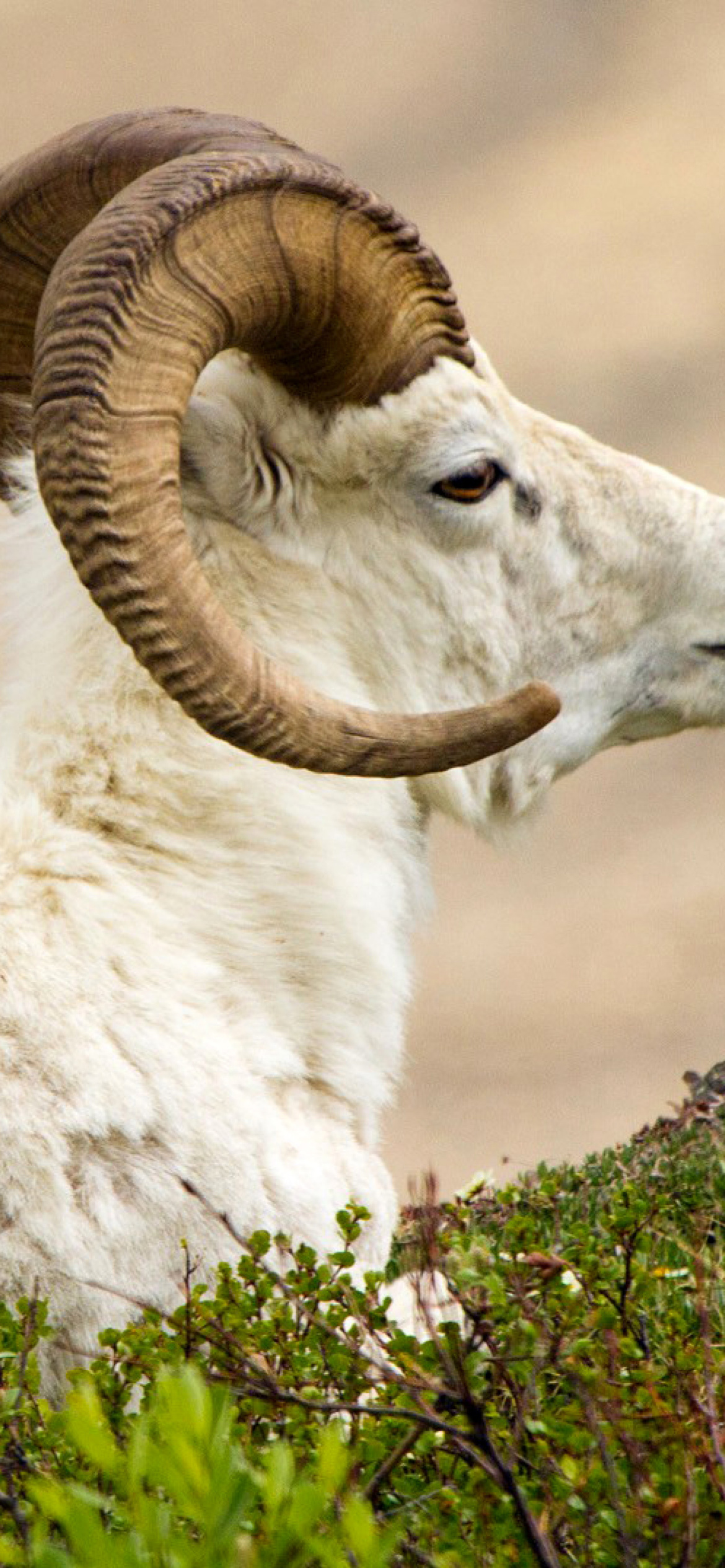 Mouflon Wild Goat Wallpaper for iPhone 12 Pro