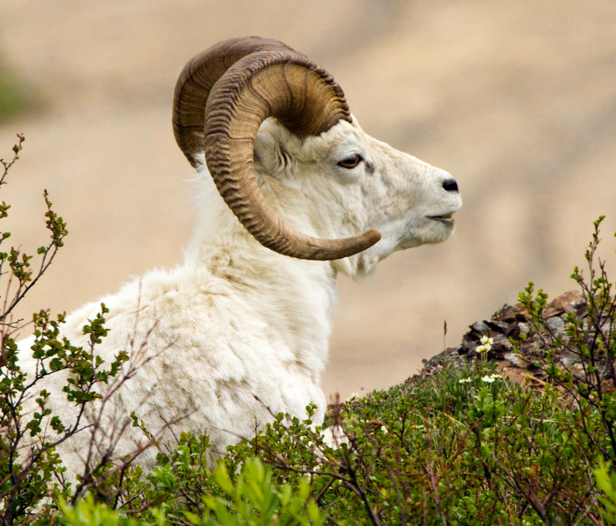 Sfondi Mouflon Wild Goat 1200x1024