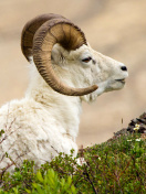 Sfondi Mouflon Wild Goat 132x176