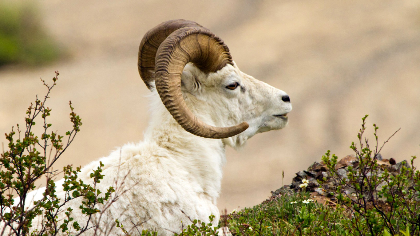 Обои Mouflon Wild Goat 1366x768