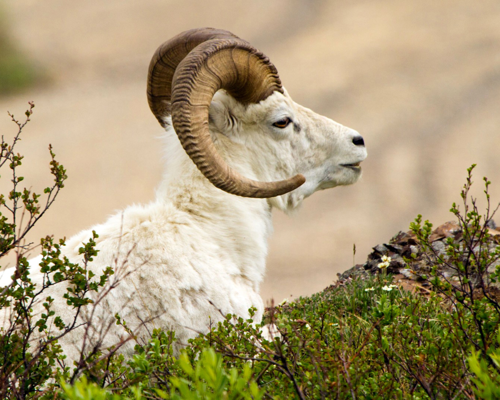 Sfondi Mouflon Wild Goat 1600x1280