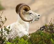 Sfondi Mouflon Wild Goat 176x144