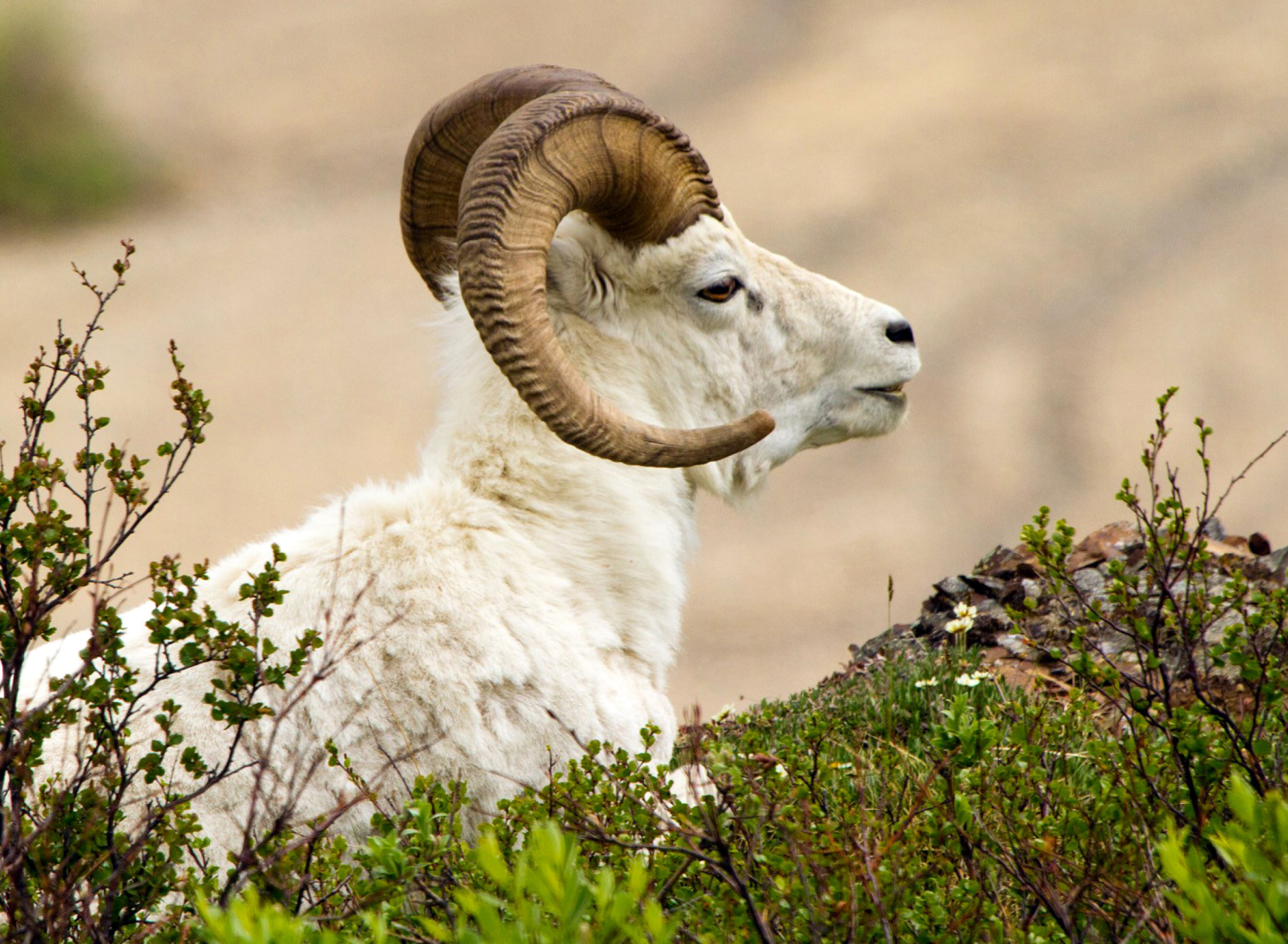 Fondo de pantalla Mouflon Wild Goat 1920x1408