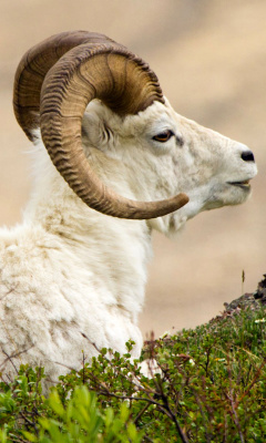 Das Mouflon Wild Goat Wallpaper 240x400