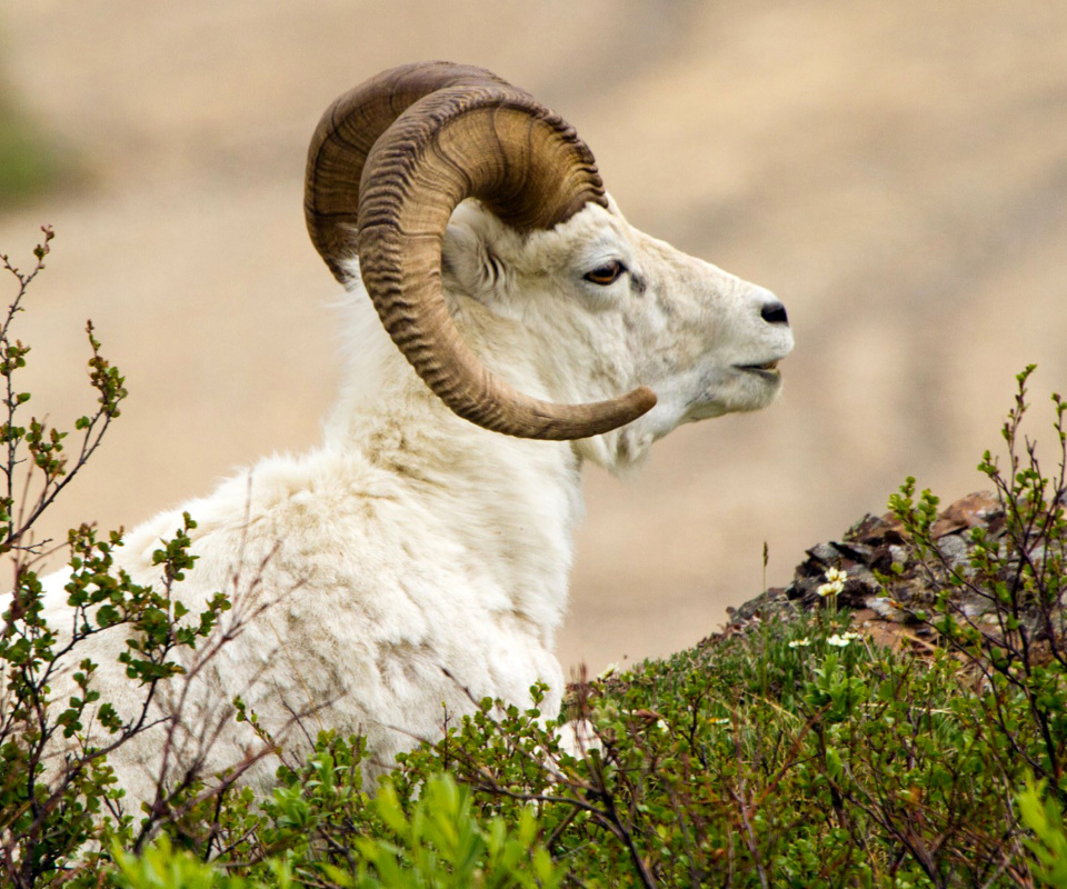 Fondo de pantalla Mouflon Wild Goat 960x800
