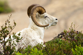 Kostenloses Mouflon Wild Goat Wallpaper für 1024x600