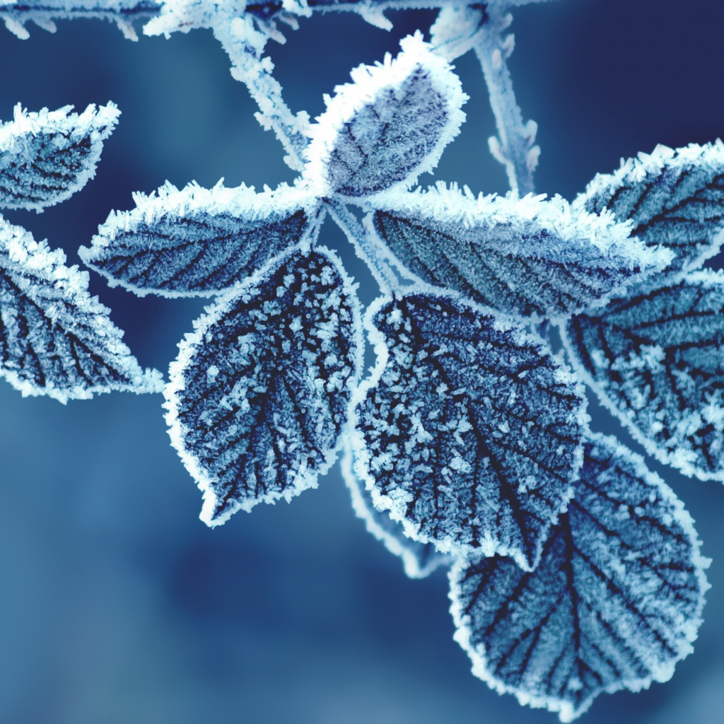 Icy Leaves wallpaper 1024x1024
