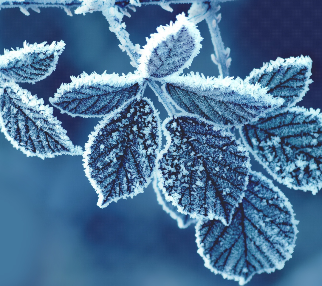 Icy Leaves wallpaper 1080x960