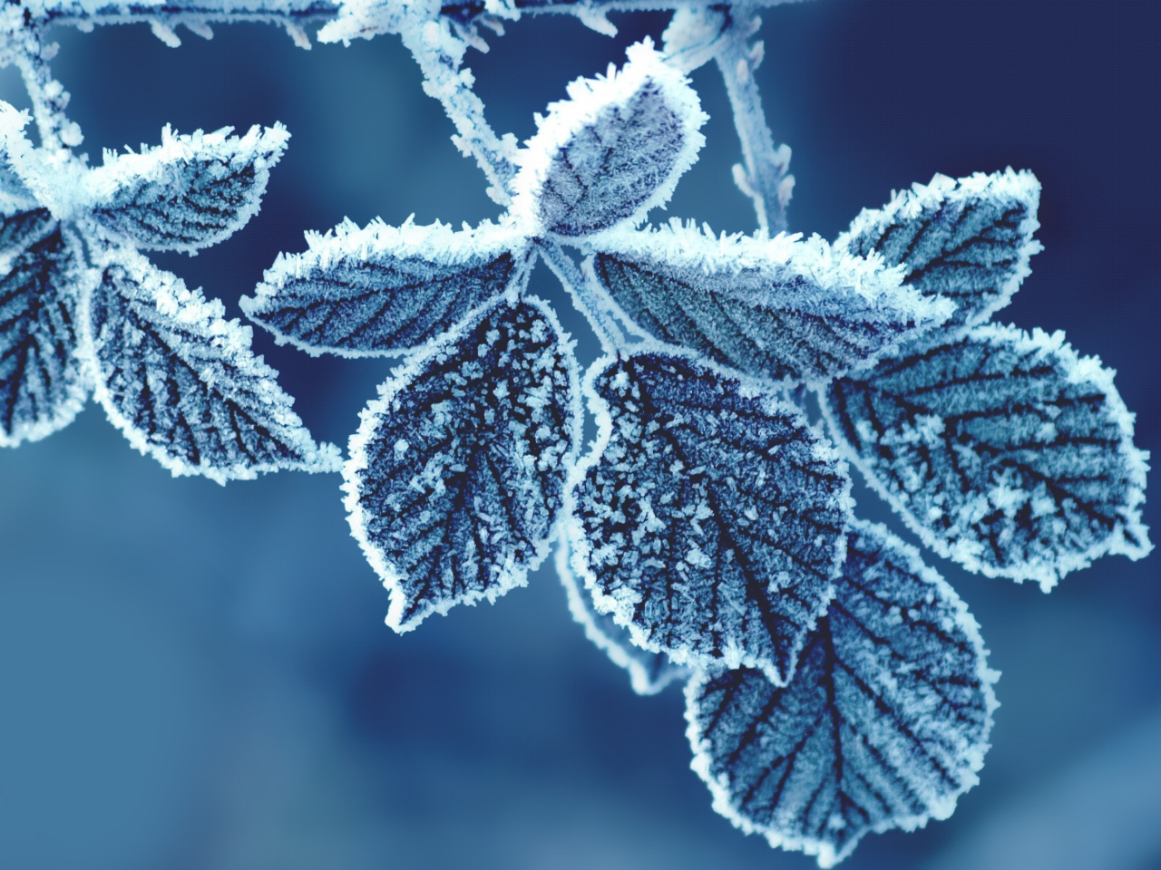 Das Icy Leaves Wallpaper 1280x960