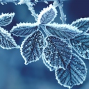 Sfondi Icy Leaves 128x128