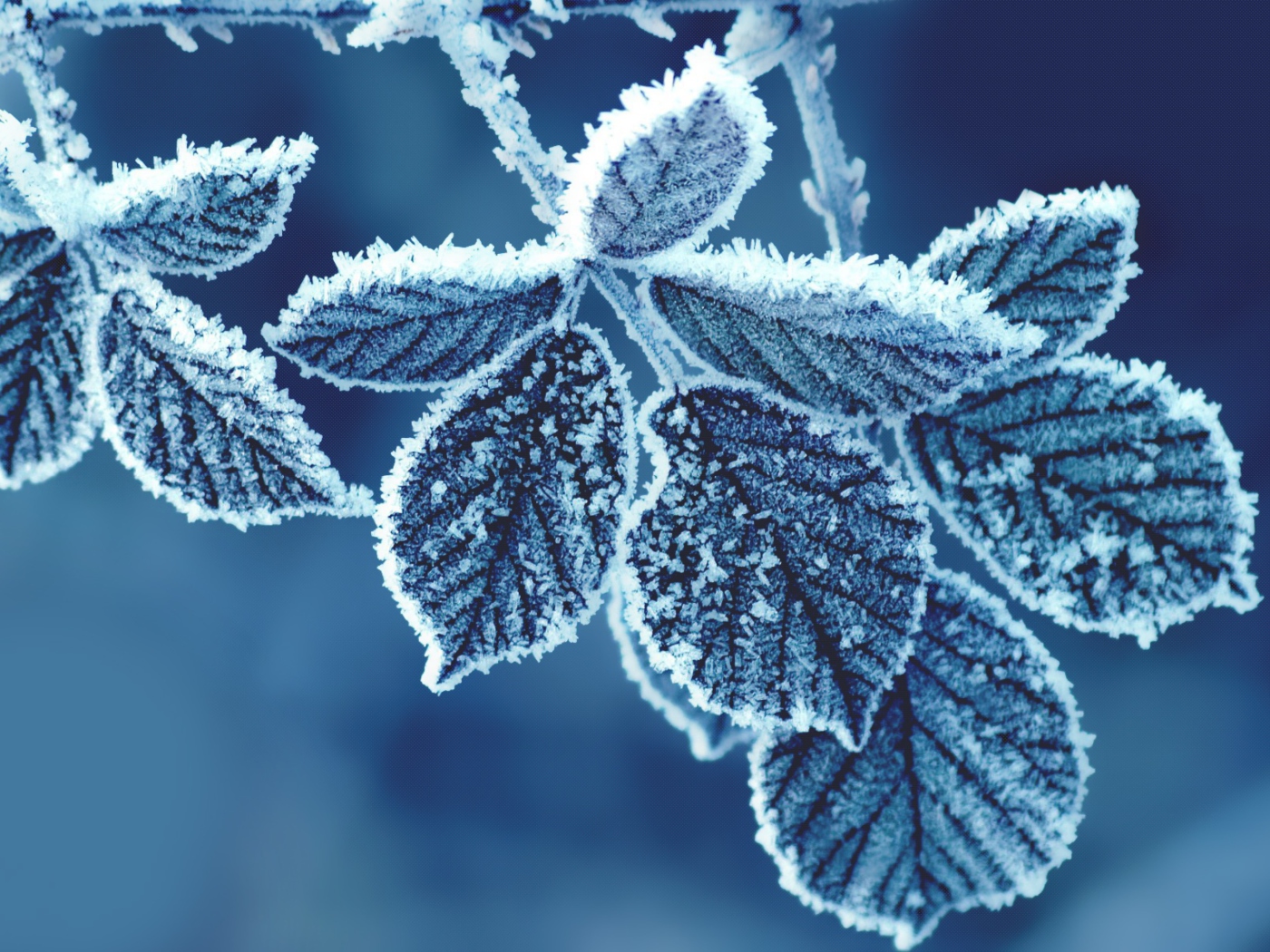 Icy Leaves wallpaper 1400x1050