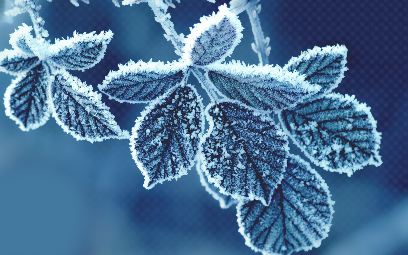 Icy Leaves wallpaper 1680x1050