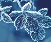 Sfondi Icy Leaves 176x144