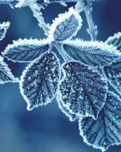 Sfondi Icy Leaves 176x220