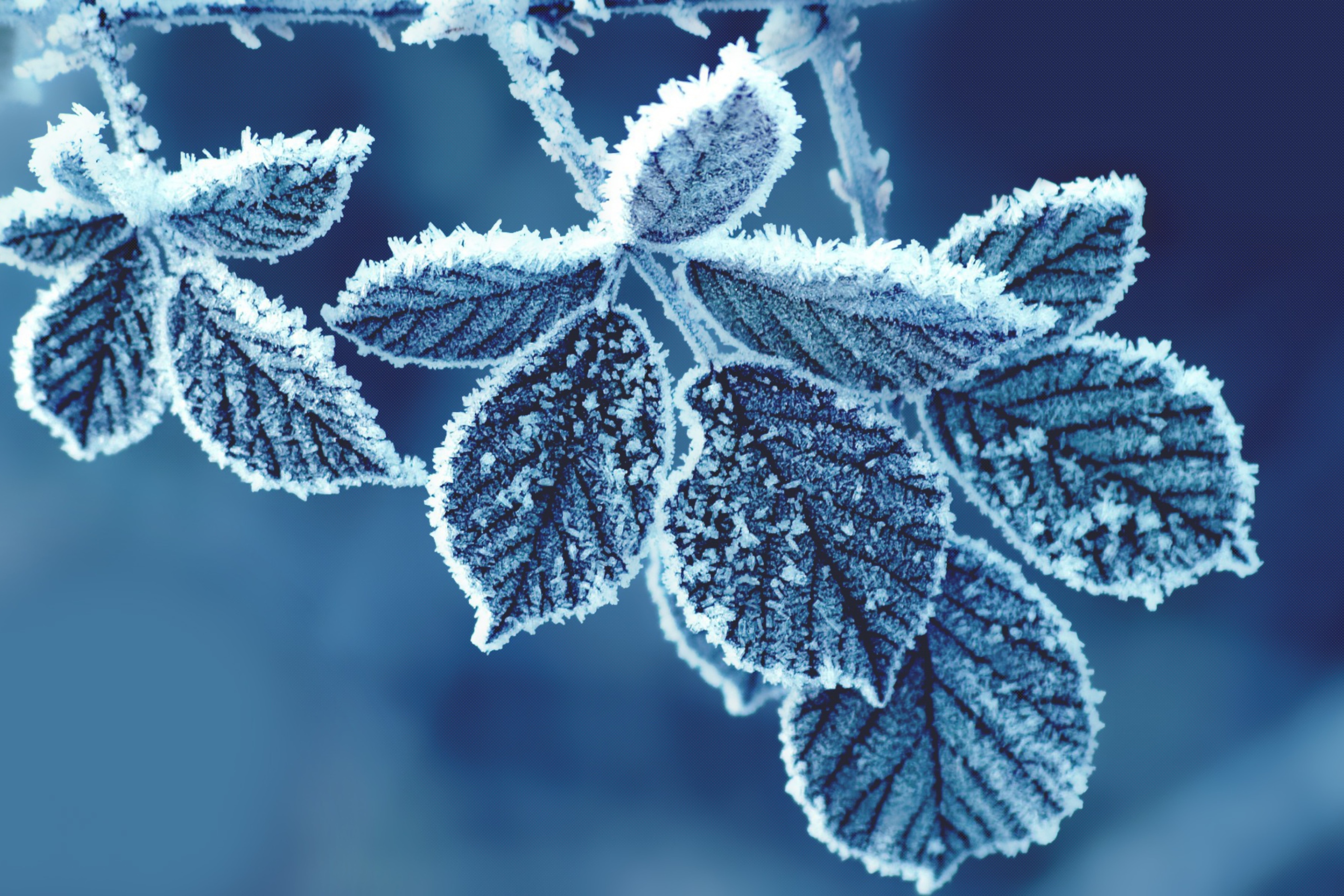 Screenshot №1 pro téma Icy Leaves 2880x1920