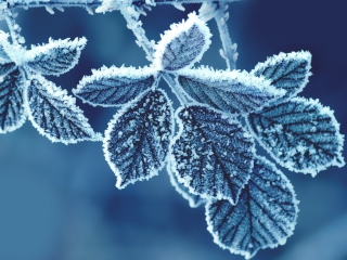 Обои Icy Leaves 320x240