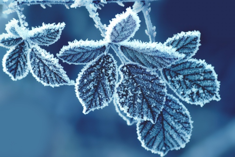 Icy Leaves wallpaper 480x320