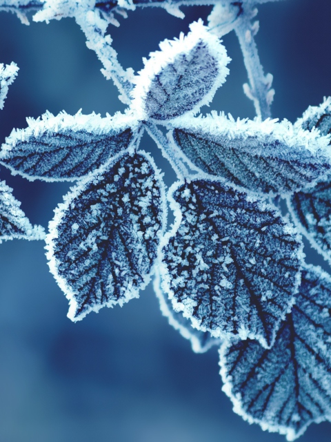 Icy Leaves wallpaper 480x640