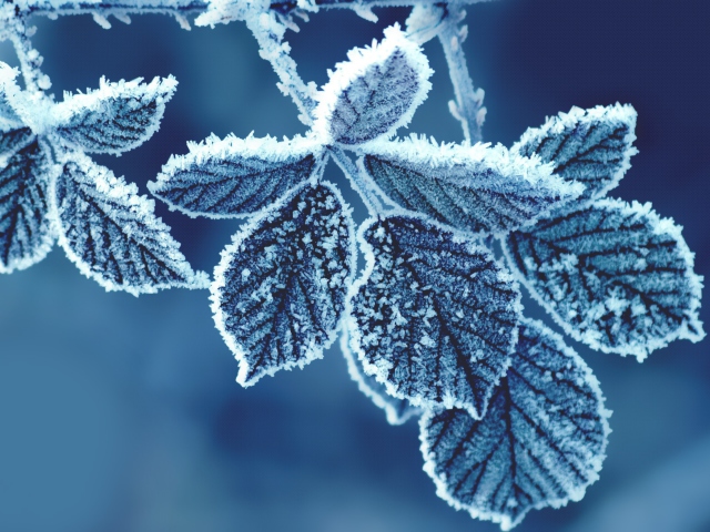 Icy Leaves wallpaper 640x480