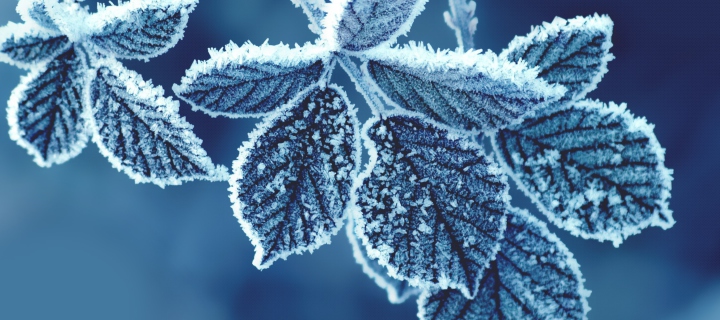 Icy Leaves wallpaper 720x320