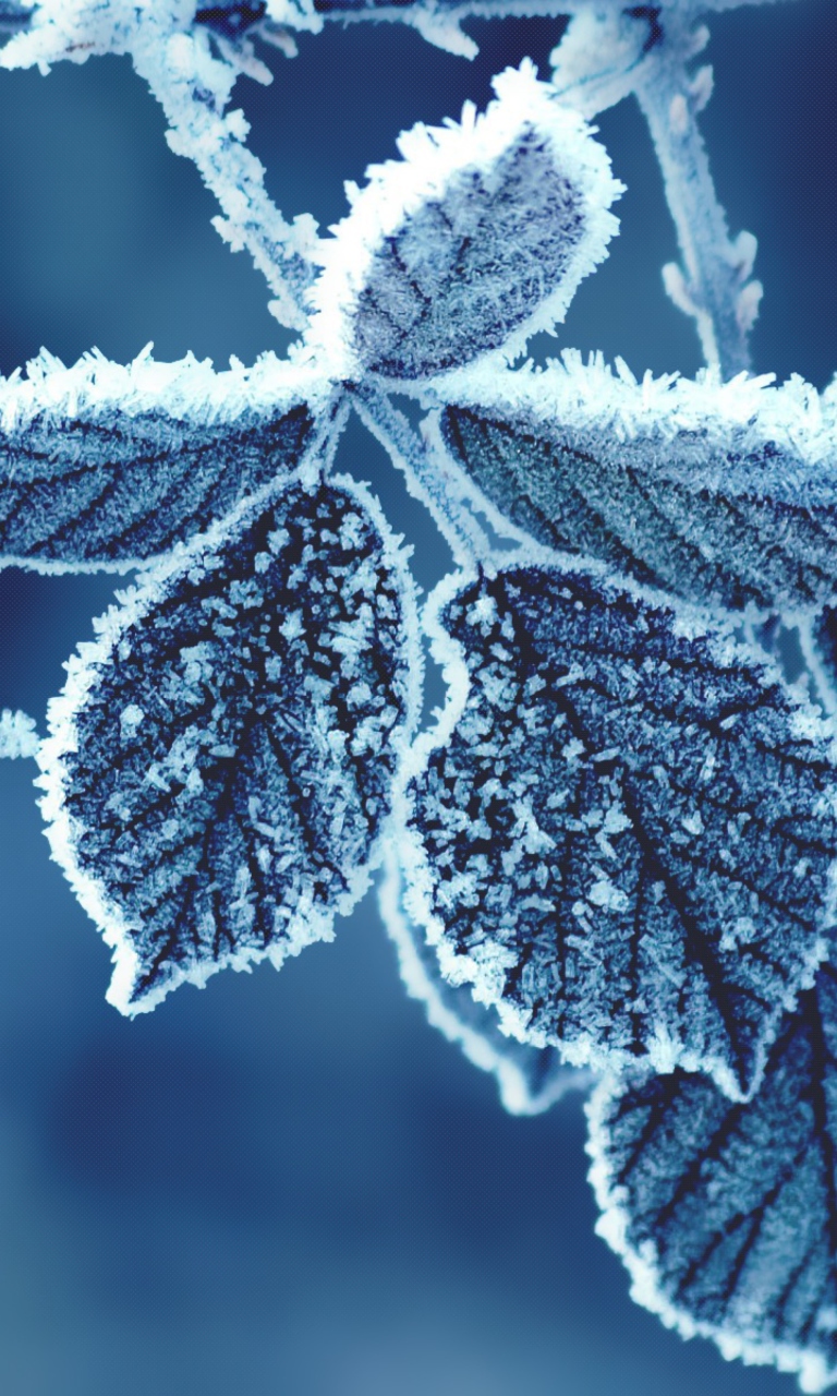 Icy Leaves wallpaper 768x1280