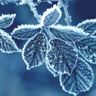 Kostenloses Icy Leaves Wallpaper für iPad 3