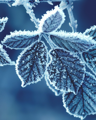 Icy Leaves Wallpaper for HTC Titan