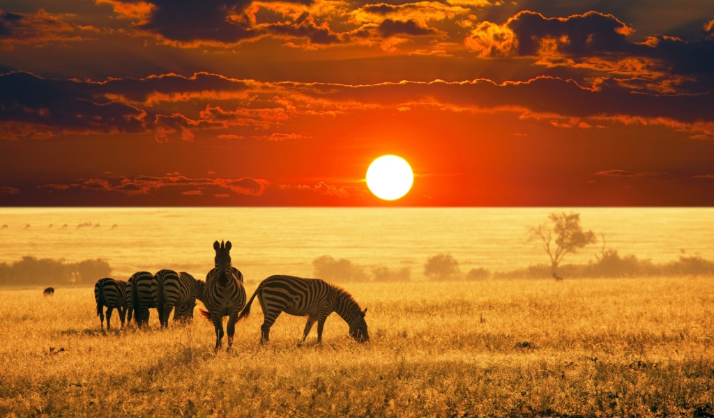 Обои Zebras At Sunset In Savannah Africa 1024x600