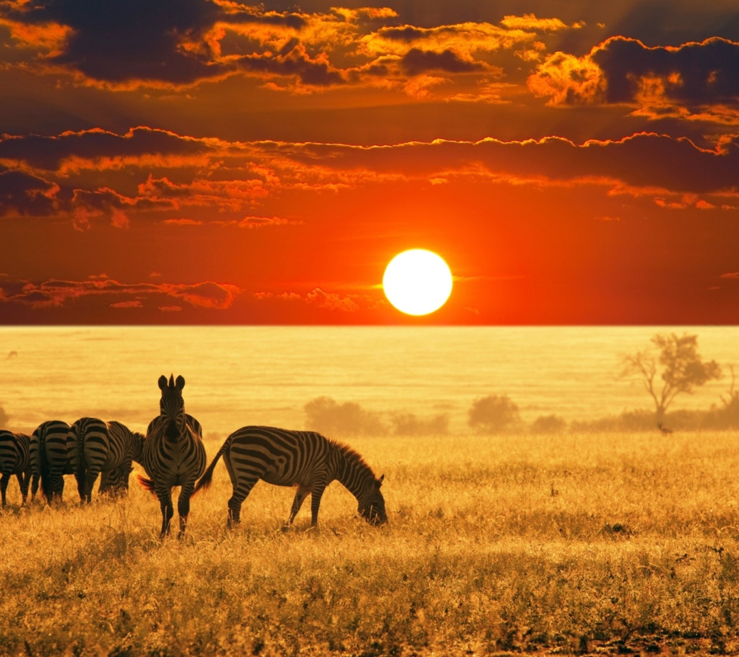 Обои Zebras At Sunset In Savannah Africa 1080x960