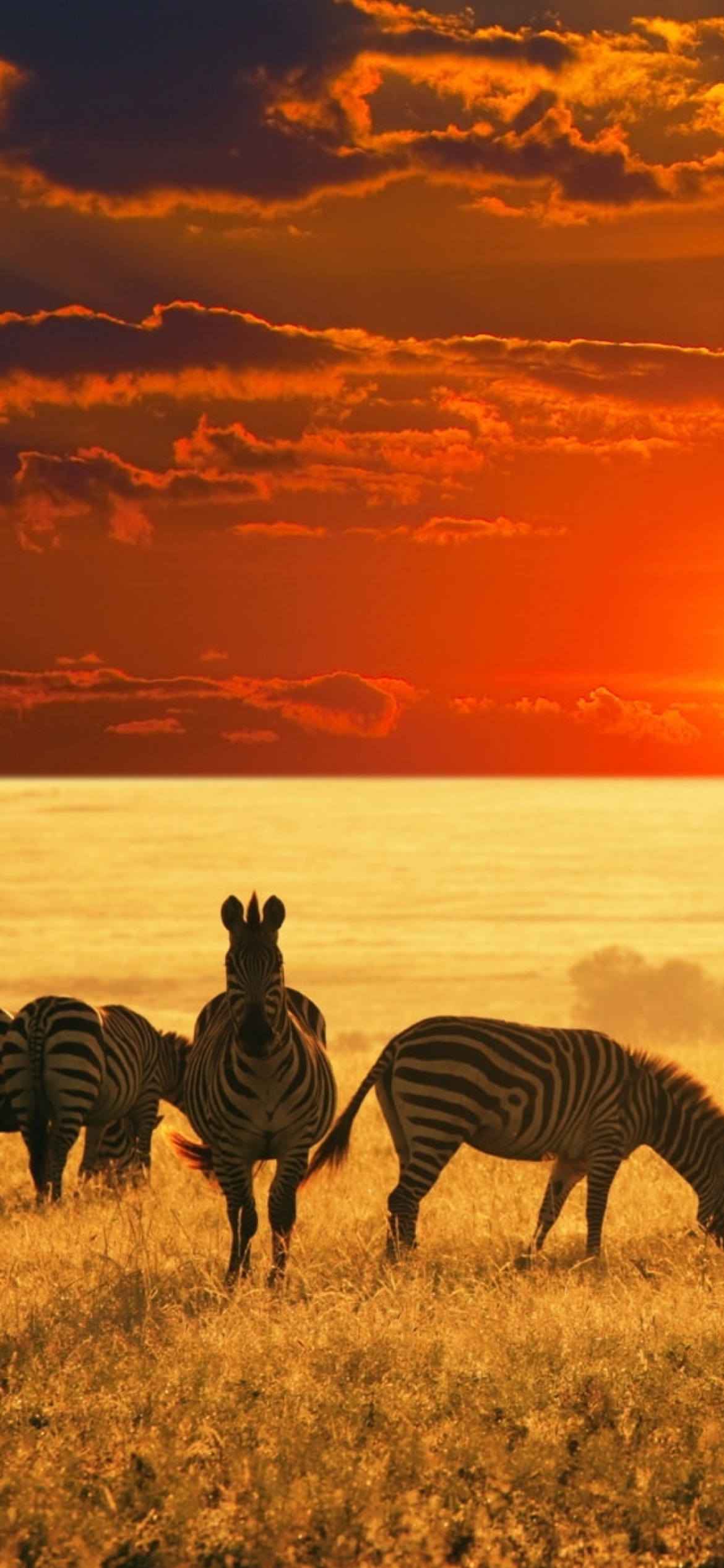 Das Zebras At Sunset In Savannah Africa Wallpaper 1170x2532