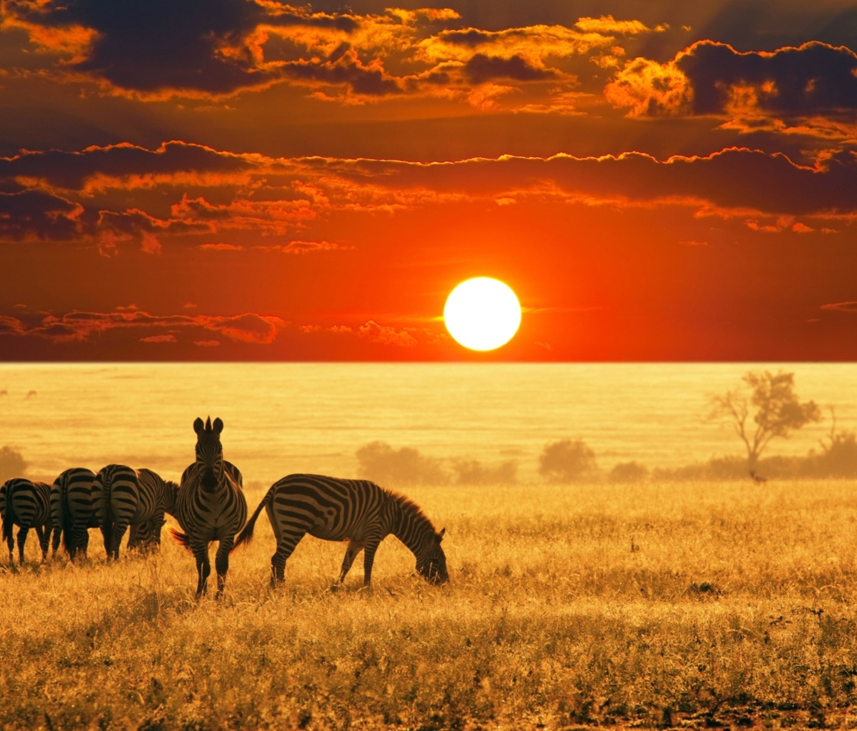 Обои Zebras At Sunset In Savannah Africa 1200x1024