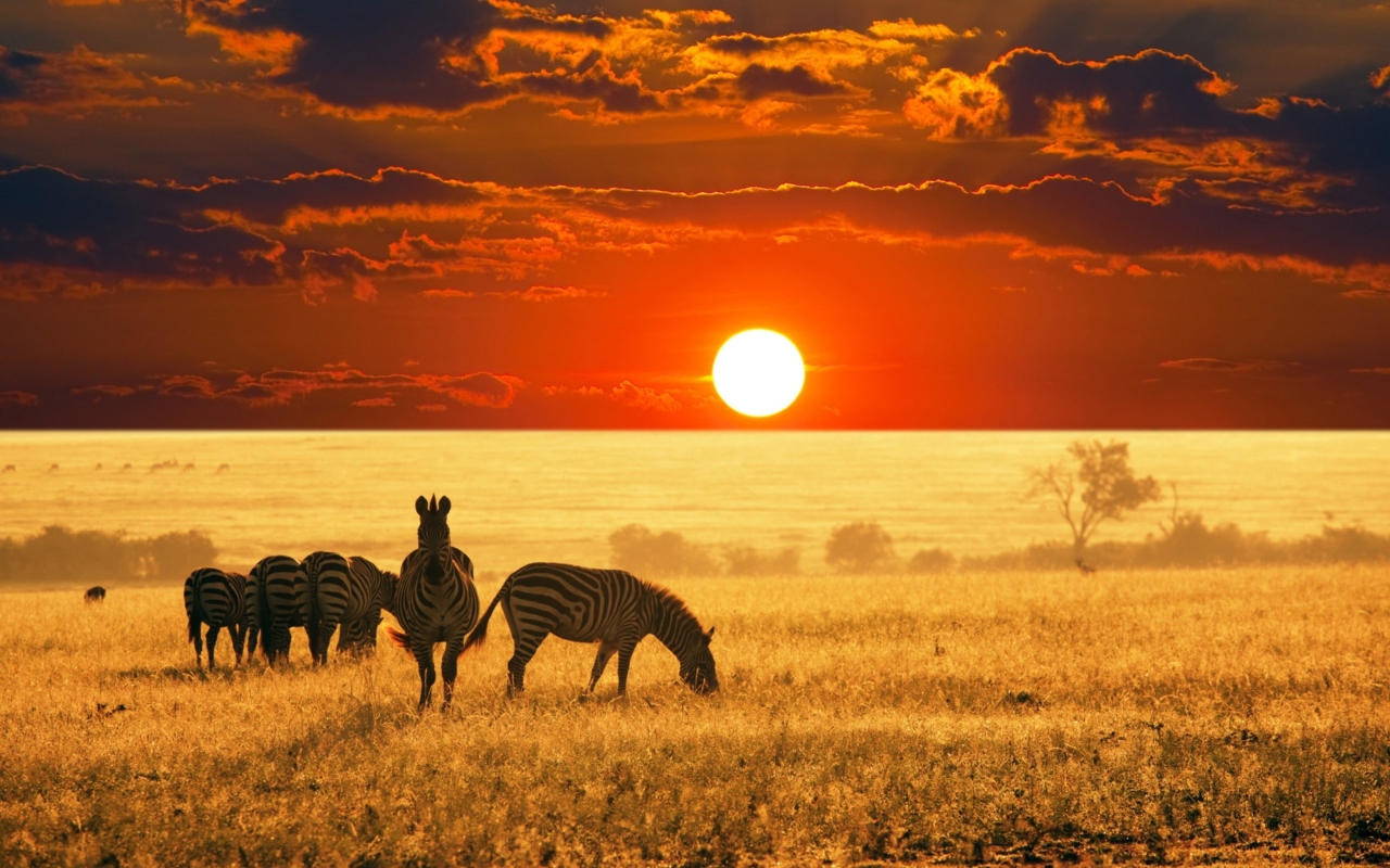 Screenshot №1 pro téma Zebras At Sunset In Savannah Africa 1280x800