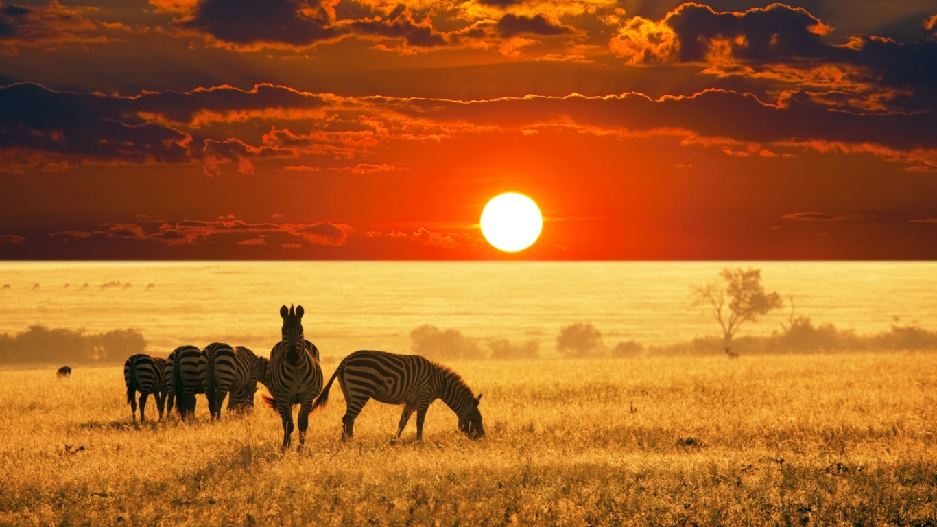 Screenshot №1 pro téma Zebras At Sunset In Savannah Africa 1366x768