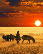 Обои Zebras At Sunset In Savannah Africa 176x220