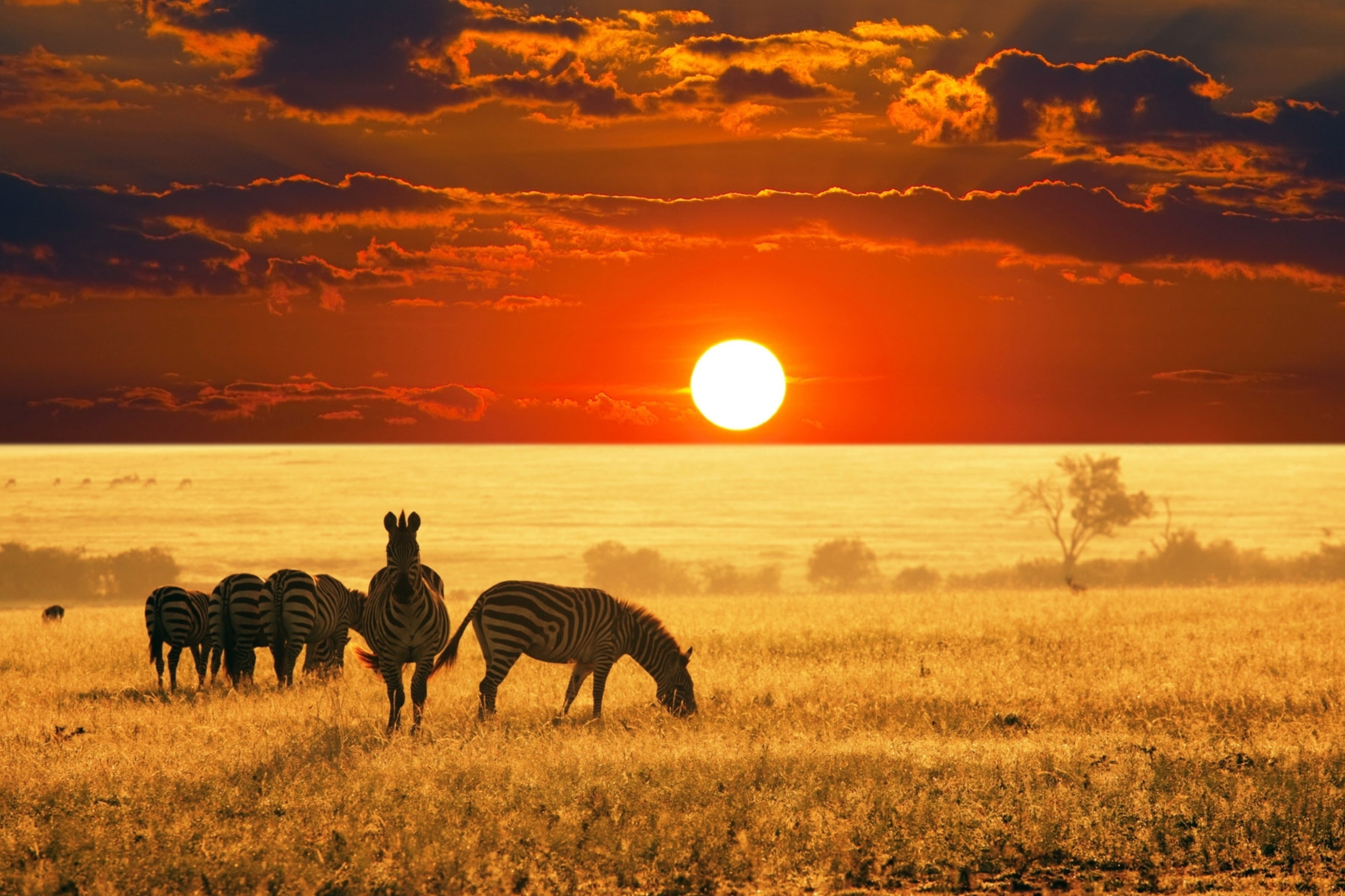 Fondo de pantalla Zebras At Sunset In Savannah Africa 2880x1920