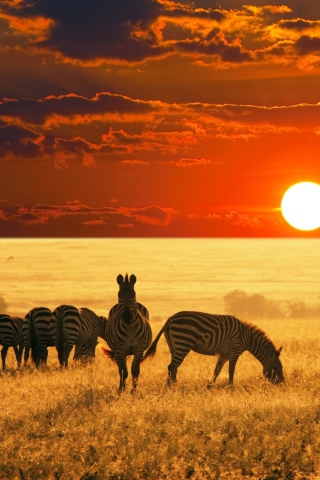 Обои Zebras At Sunset In Savannah Africa 320x480