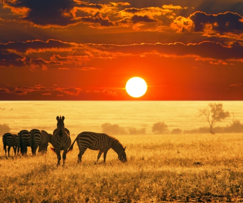 Fondo de pantalla Zebras At Sunset In Savannah Africa 480x400