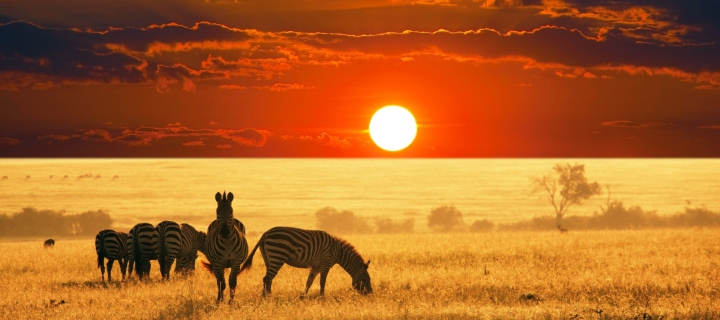 Обои Zebras At Sunset In Savannah Africa 720x320