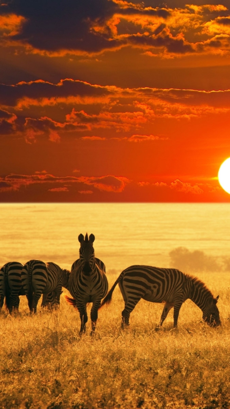 Обои Zebras At Sunset In Savannah Africa 750x1334