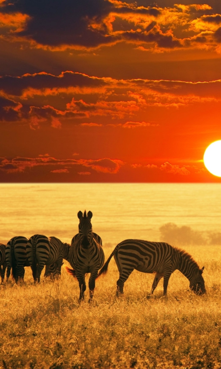Обои Zebras At Sunset In Savannah Africa 768x1280