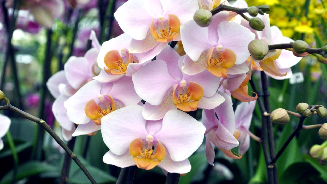 Fondo de pantalla Bela Orchids of Brazil 1280x720