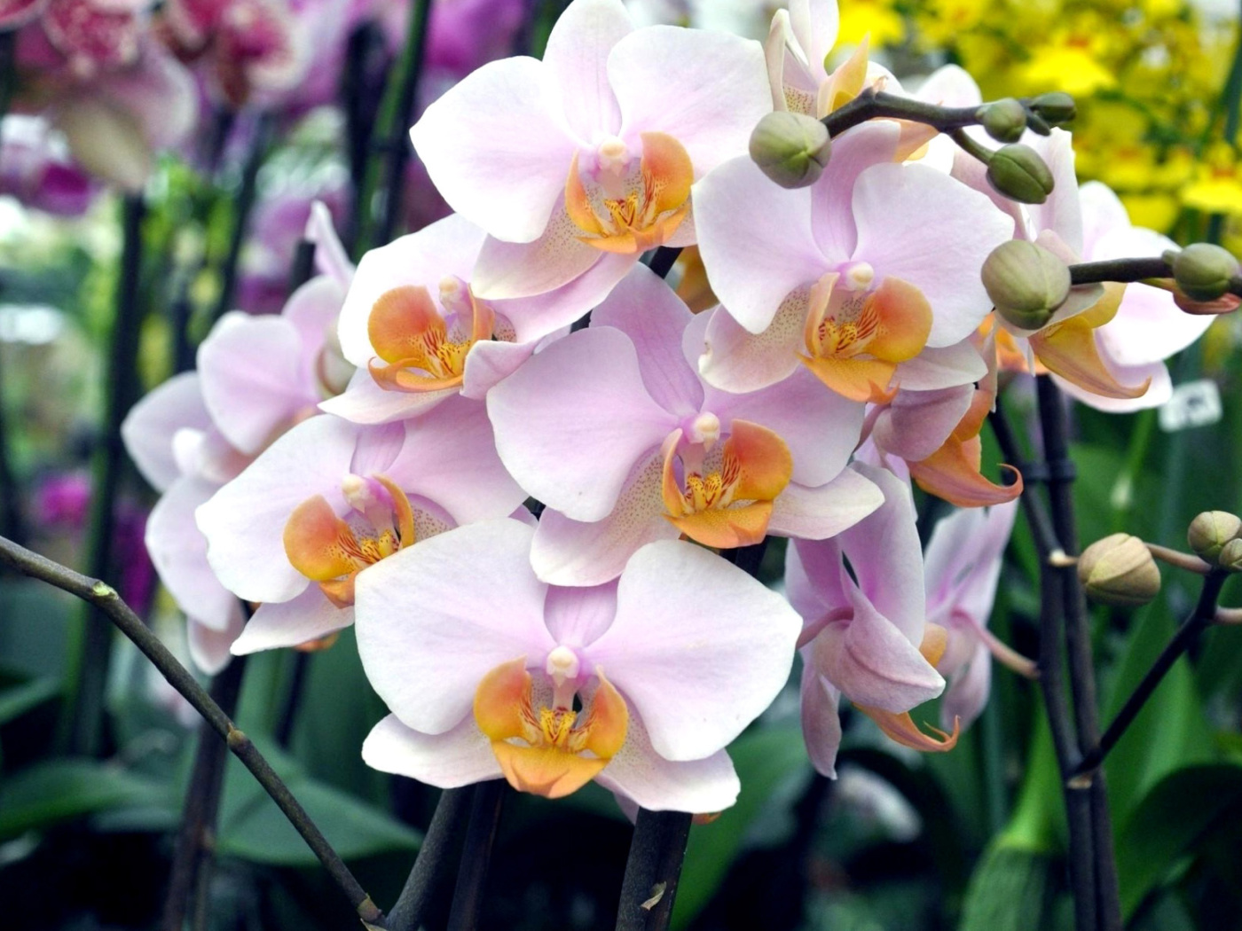Sfondi Bela Orchids of Brazil 1400x1050