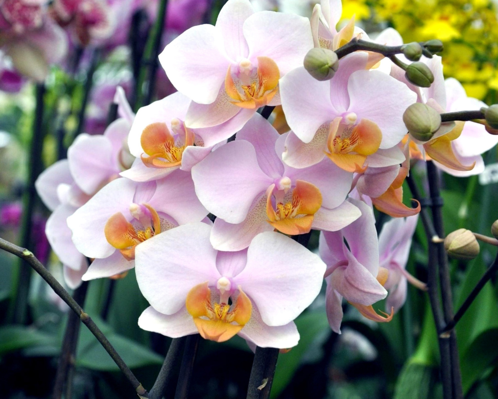Fondo de pantalla Bela Orchids of Brazil 1600x1280