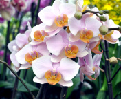 Fondo de pantalla Bela Orchids of Brazil 176x144