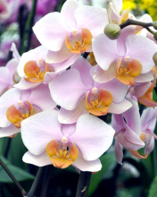 Sfondi Bela Orchids of Brazil 176x220