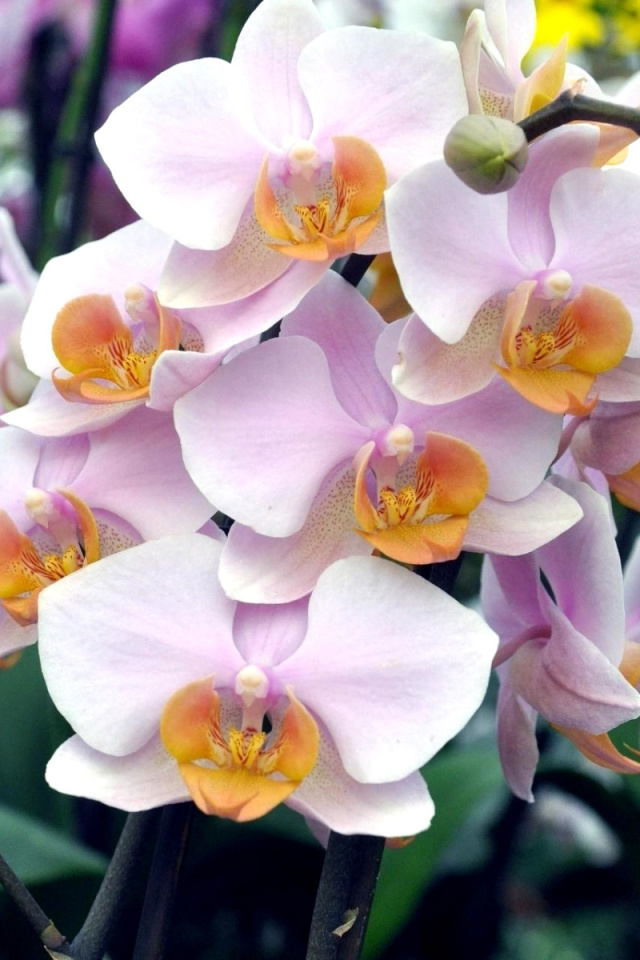 Das Bela Orchids of Brazil Wallpaper 640x960